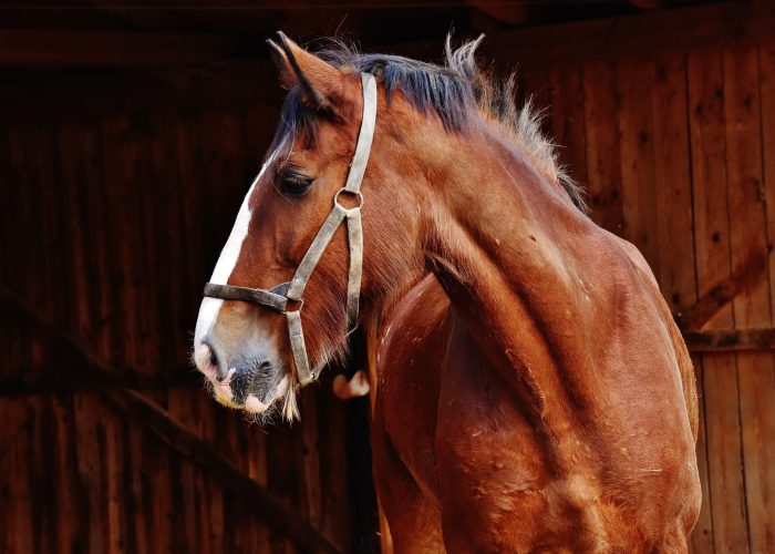 Vente de chevaux Connantre